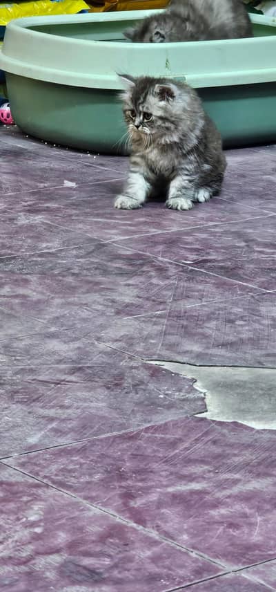 persian kitten for sale