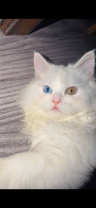 Persian Cat for Sale – Healthy & Beautiful