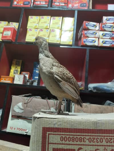 Dakhni teetar single male