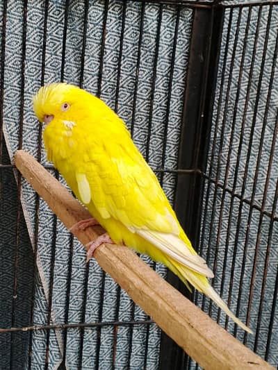 Australian parrot breeder pair