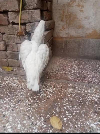 aseel lover 03441567770