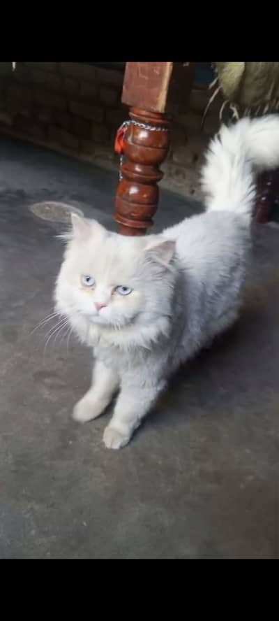 White Color Persian male cat for sale