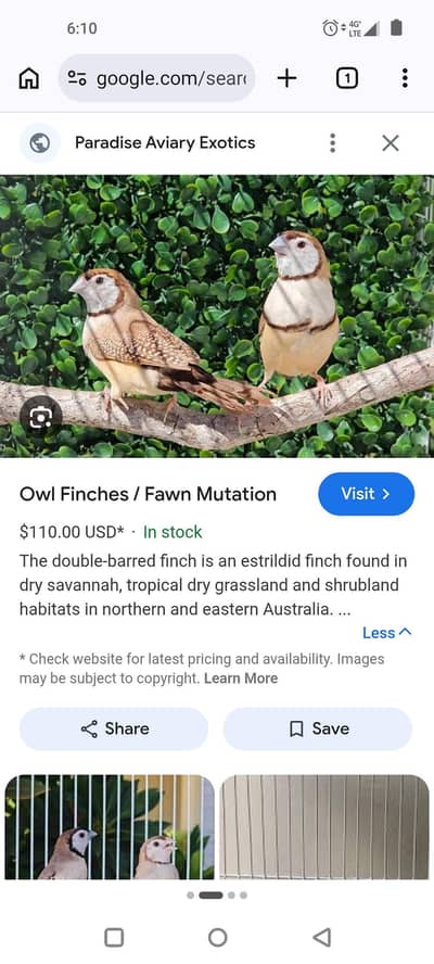 owal finch