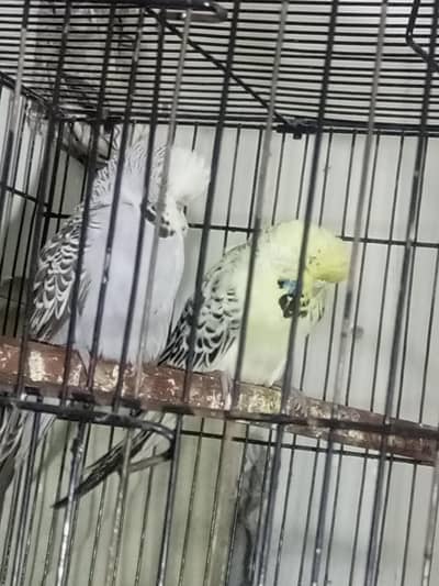 Quilty exhibition pair for sale