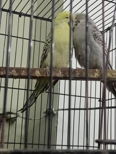 Quilty exhibition pair for sale