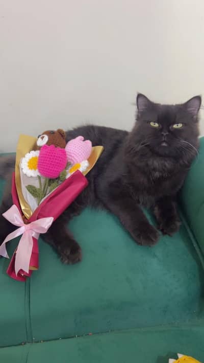 Persian Cat double coated for almost free