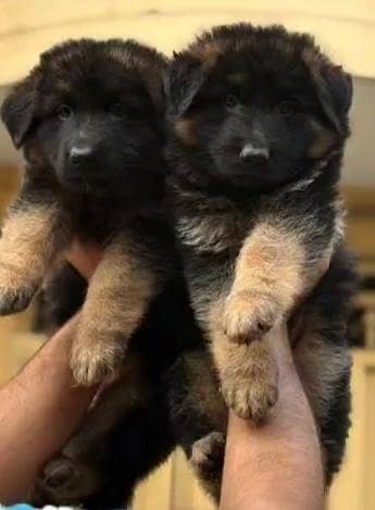 Pedigree  long coated  GERMAN SHEPHERD puppies available for Sale. . . . .