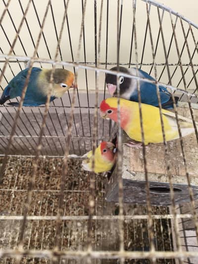 Blue Albino and yellow Albino with cage