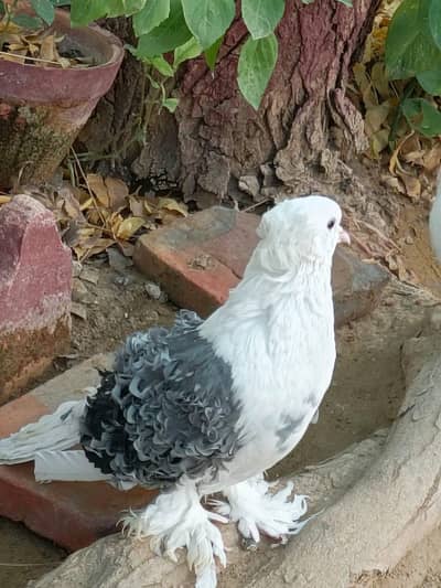 Frillback Pigeon Pair for Sale – Healthy & Beautiful
