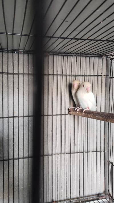 Ramzan offer 2000 pair Albino red ayes