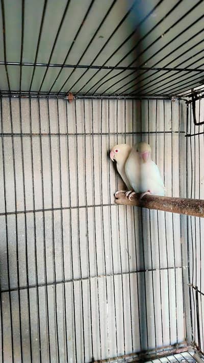 Ramzan offer 2000 pair Albino red ayes