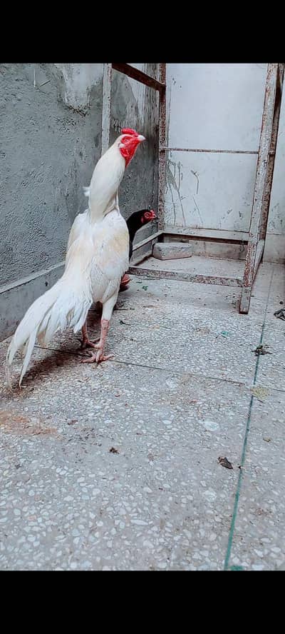 add  pora pr k phr rabta kry