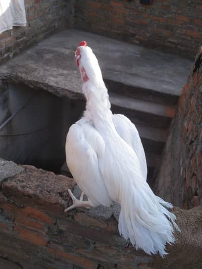 add  pora pr k phr rabta kry