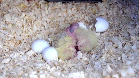 Cockatiel chicks Available for Sale