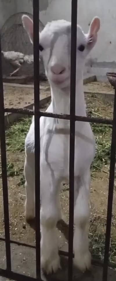 gulabi TEDDA male kid