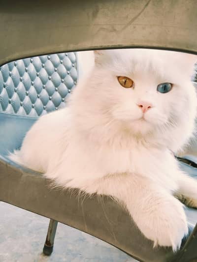 persian male cat
