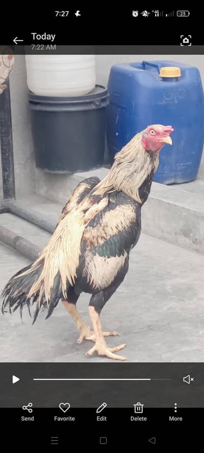 Aseel jawa male tiyari wala