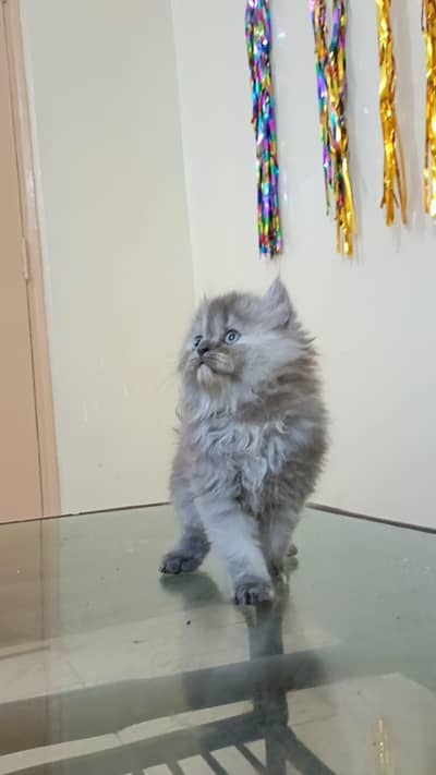 Triple coated persian kittens available