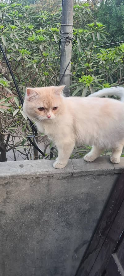 Healthy active 3 coated male urgently sale