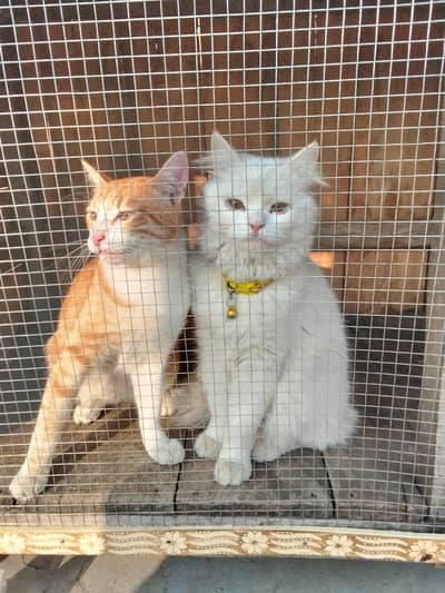 Parsian cat white colour