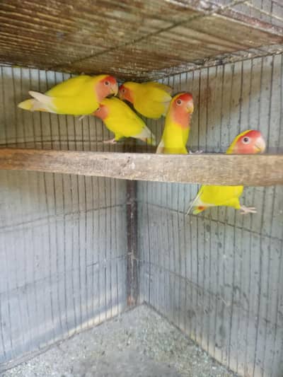 comon lotino 5 females