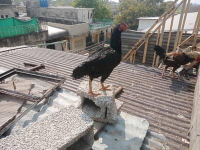 Aseel n desi egg lying hens