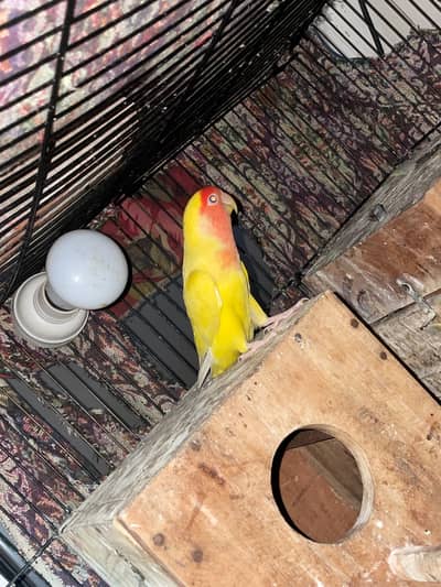 2 common latino pair