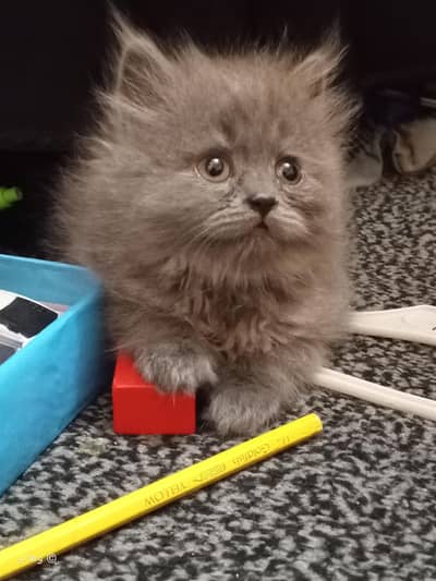 Persian / Kitten / Triple Coat / Grey / Brown / Black / Billi /