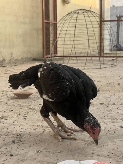 Aseel female with 5chicks fathar Herra