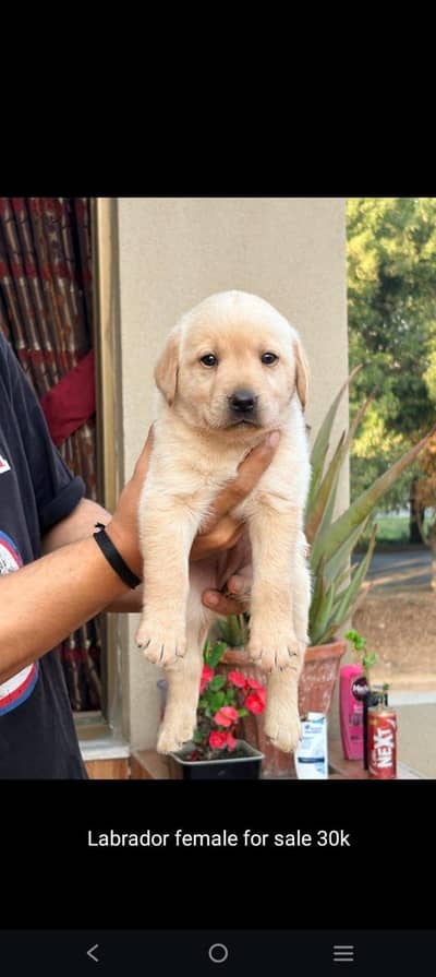 Labrador dog baby 35 days