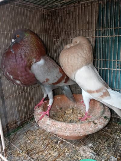 Norwegian Cropper Pigeon Pair - Lay Eggs Every Month!