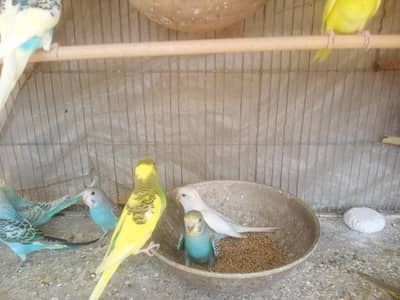 Australian patthay budgies patthay