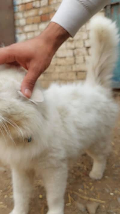 Blue eyes  Persian Male