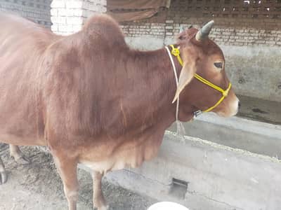 sahiwal cross tazi soi cow