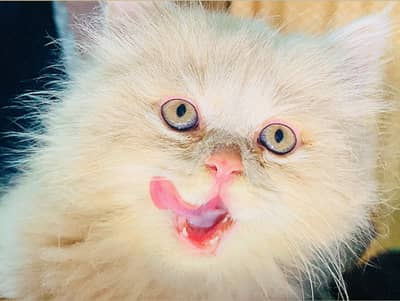 Persian breed, playful kitten