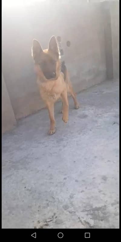 female 03195324976