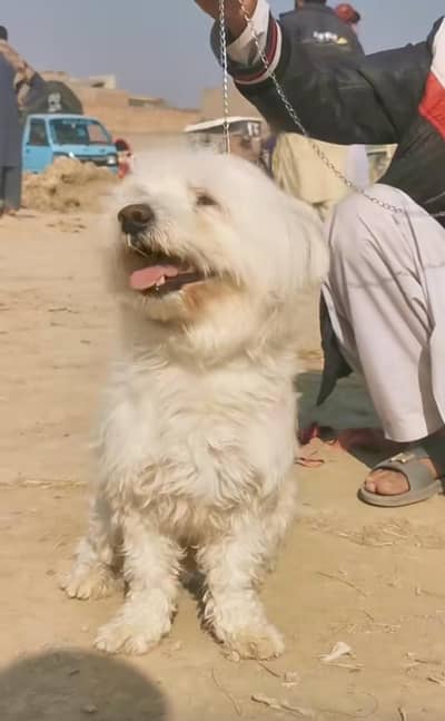 Crossing k leay male chaheay