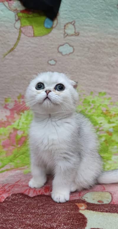 Scottish fold kitten for sell. 03306254917