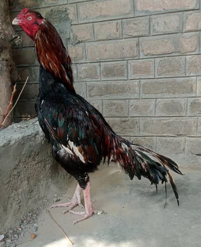 One eye Lassani breeder