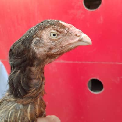 pure mianwali murgi , hen , aseel madi