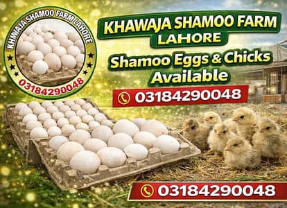 German king size oh shampoo white chicks