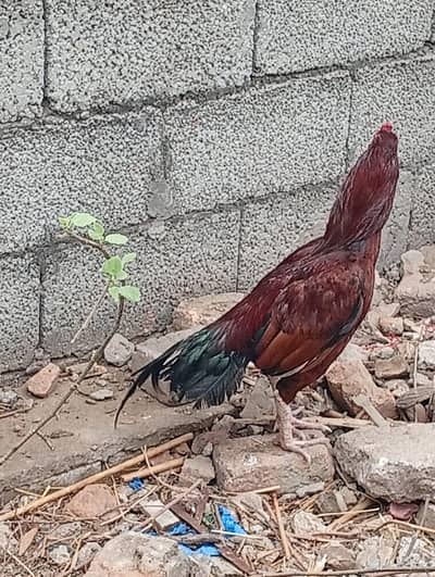 Lakha Aseel for sale