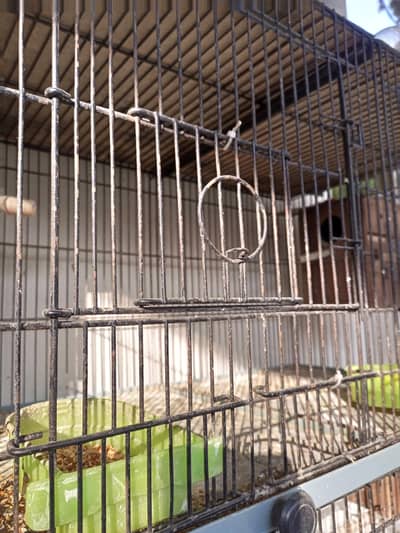 Few Birds with solid cage