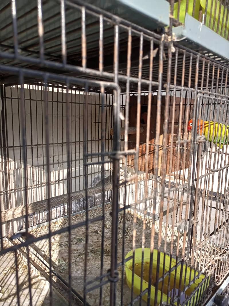 Few Birds with solid cage 1