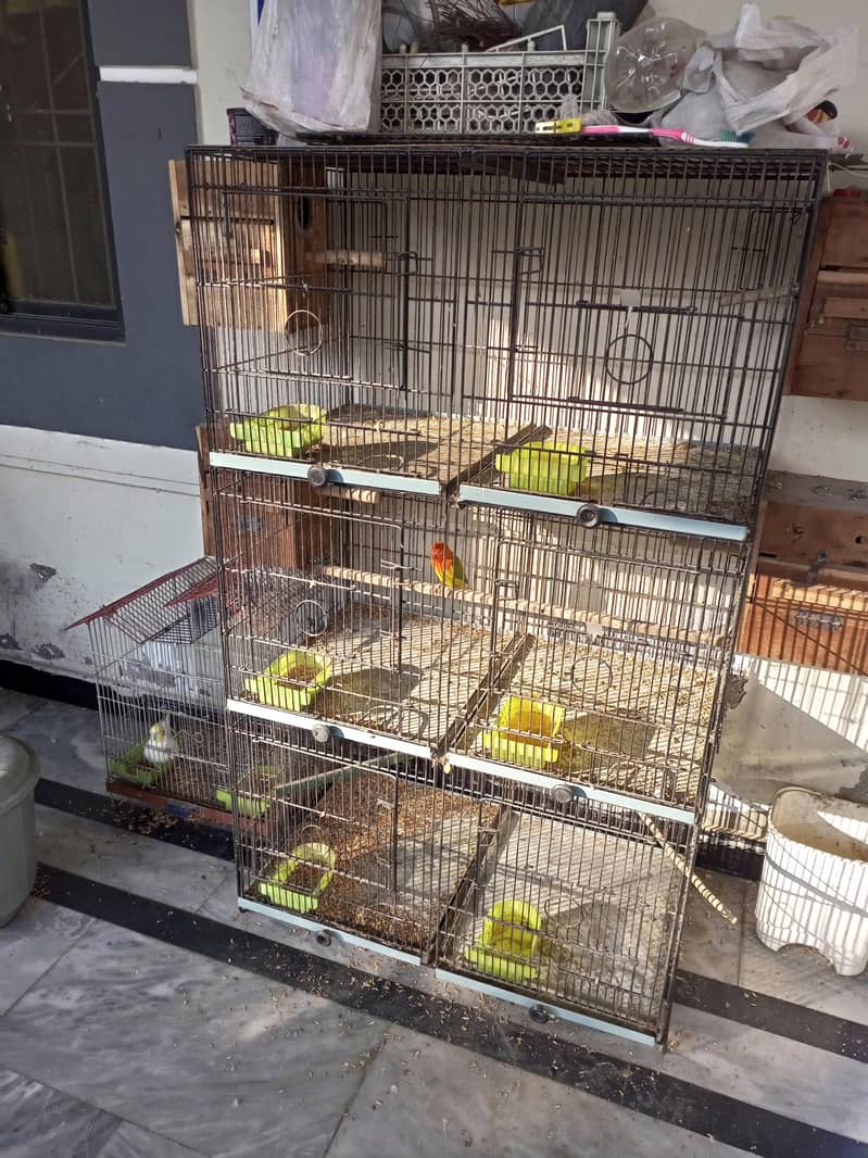 Few Birds with solid cage 2