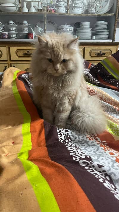 GORGEOUS TRIPPLE COAT DOLL FACE MALE CAT WITH (FREE FEED)