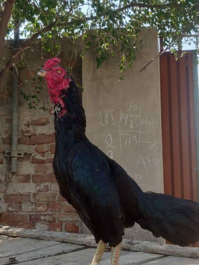 Aseel Set For Sale 1+3