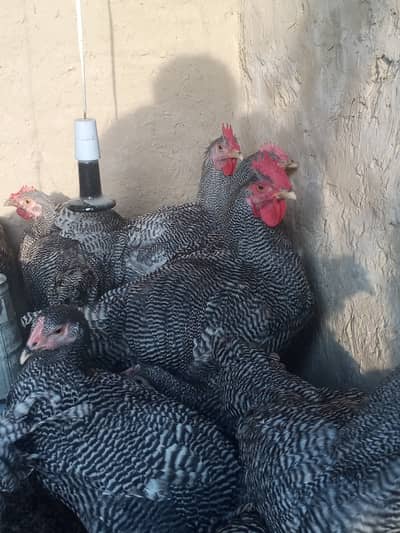 Plymouth Rock heritage Murga