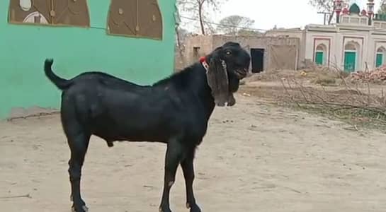 desi Bakra for Sale 03405796364