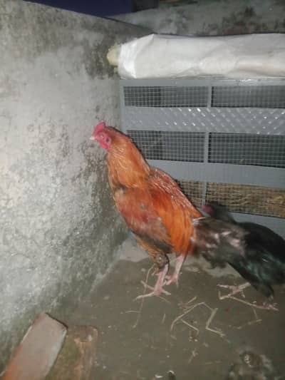 aseel lakha murgha aur murgyan